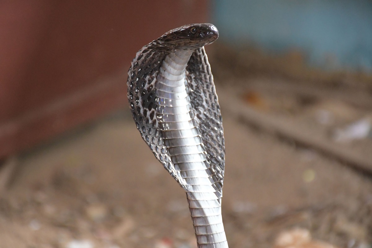 दुर्गममा सर्पदंशको उपचार पाउनै समस्या